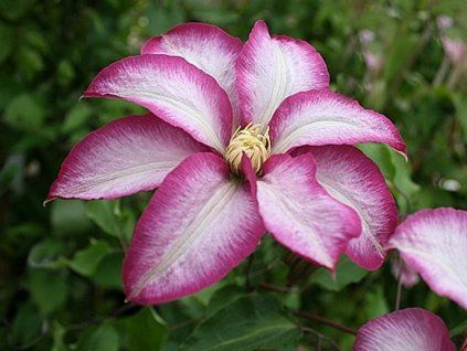 Plamének 'Betty Risdon'  Clematis 'Betty Risdon'