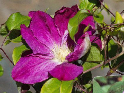 Clematis Change of Heart