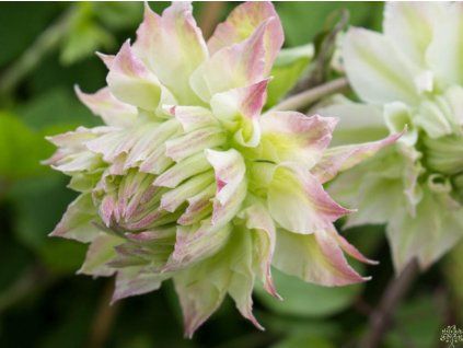Plamének 'Midori'  Clematis 'Midori'