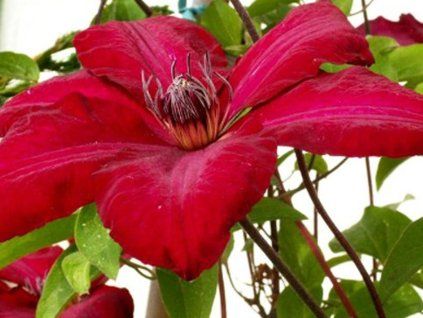 Plamének 'Solidarnosc'  Clematis 'Solidarnosc'