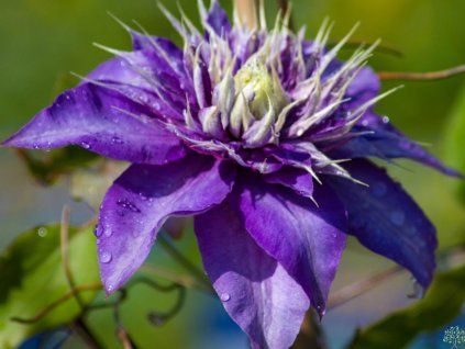 Plamének 'Multi Blue'  Clematis 'Multi Blue'