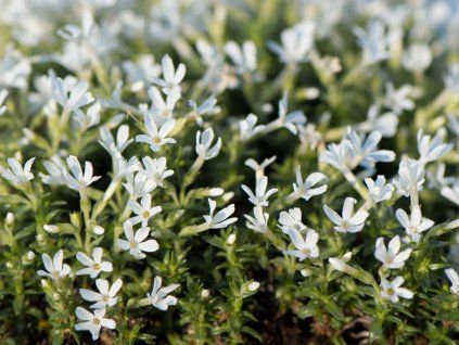 Plaménka covillei - Phlox covillei  Phlox covillei