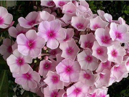 55887 1 55887 1 55887 1 55887 1 bright