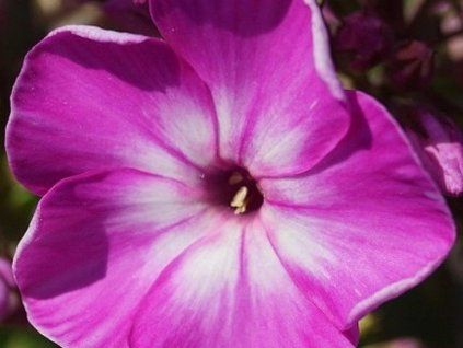 purple flame 1