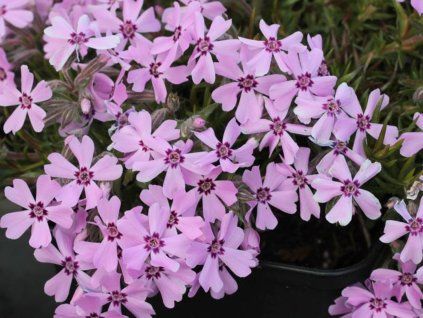 Plaménka šídlovitá 'Rosette' - Phlox subulata 'Rosette'  Phlox subulata 'Rosette'