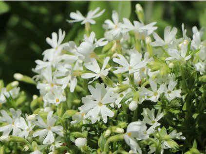 Plaménka šídlovitá 'Snowflake' - Phlox subulata 'Snowflake'  Phlox subulata 'Snowflake'