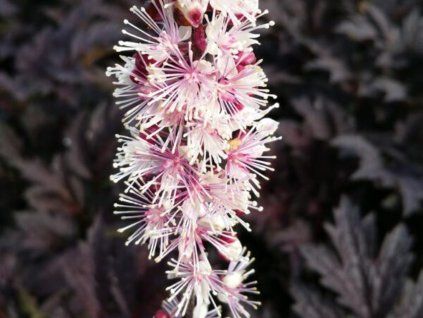 Ploštičník hroznatý 'Pink Spike' - Cimicifuga racemosa 'Pink Spike'  Cimicifuga racemosa 'Pink Spike'