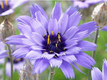 Poblekla modrá - Catananche caerulea  Catananche caerulea