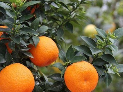 Pomerančovník 'Chinotto'  Citrus myrtifolia 'Chinotto'