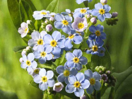 Pomněnka bahenní - Myosotis palustris  Myosotis palustris