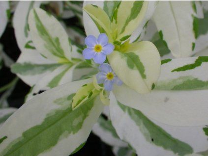 Pomněnka bahenní 'Variegata' - Myosotis palustris 'Variegata'  Myosotis palustris 'Variegata'