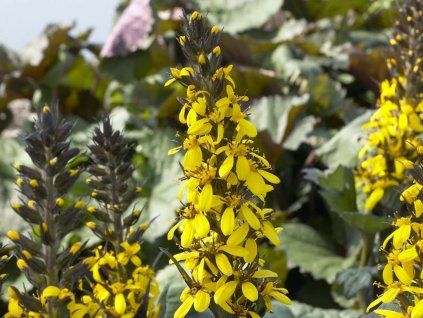 Popelivka 'Gold Torch®' - Ligularia 'Gold Torch®'  Ligularia 'Gold Torch®'