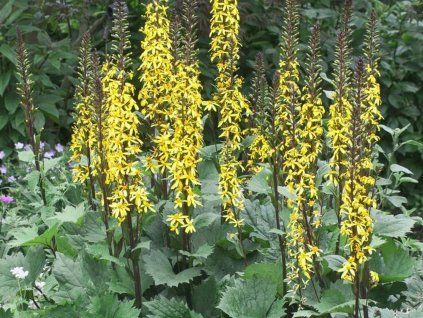 Popelivka 'The Rocket' - Ligularia stenocephala 'The Rocket'  Ligularia stenocephala 'The Rocket'