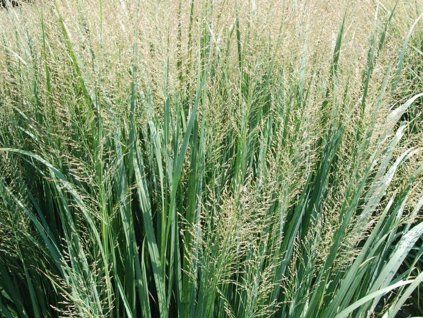 Proso prutnaté  'Northwind' - Panicum virgatum 'Northwind'  Panicum virgatum 'Northwind'