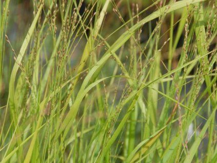 Proso prutnaté  'Strictum' - Panicum virgatum 'Strictum'  Panicum virgatum 'Strictum'