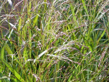 Proso prutnaté  'Warrior' - Panicum virgatum 'Warrior'  Panicum virgatum 'Warrior'