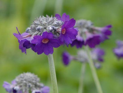 Prvosenka hlavatá - Primula capitata subsp. mooreana  Primula capitata ssp.moreana