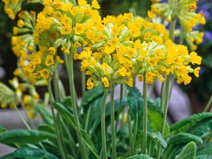 Prvosenka jarní - Primula veris  Primula veris