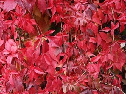 Přísavník pětilistý var. engelmannii  Parthenocissus quinquefolia var. engelmanii