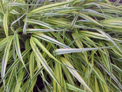 Rákosovka velká 'Aureola' - Hakonechloa macra 'Aureola'  Hakonechloa macra 'Aureola'