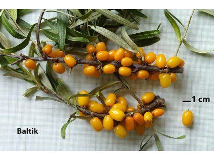 Rakytn�k �e�etl�kov� �Baltik� (Balen� kontejner p9)