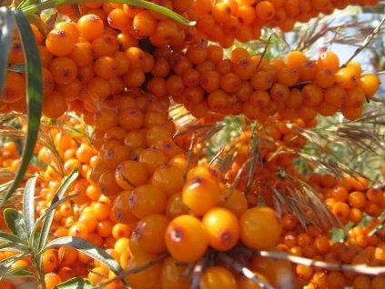 Rakytník řešetlákový 'Klaudie'  Hippophae rhamnoides 'Klaudie'