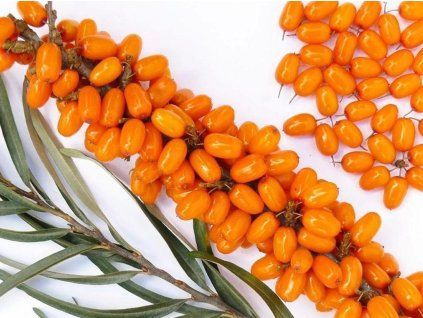 Rakytník řešetlákový 'Rosinka'  Hippophae rhamnoides 'Rosinka'