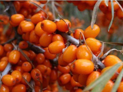 Rakytník řešetlákový 'Žemčužina'  Hippophae rhamnoides 'Žemčužina'