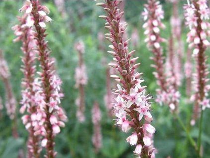 rdesno rosea