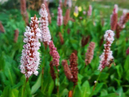Rdesno příbuzné 'Darjeeling Red' - Polygonum affine 'Darjeeling Red'  Polygonum affine 'Darjeeling Red'