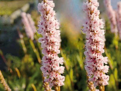 Rdesno příbuzné 'Donald Lowndes' - Polygonum affine 'Donald Lowndes'  Polygonum affine 'Donald Lowndes'