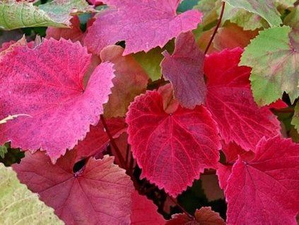 Réva Coignetova  Vitis coignetiae