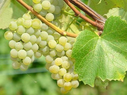 Réva vinná 'Ontario'  Vitis vinifera 'Ontario'