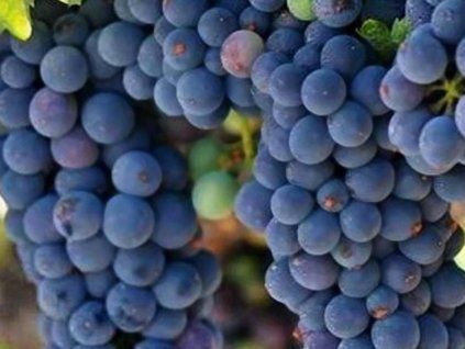 Réva vinná 'Zilga'  Vitis vinifera 'Zilga'