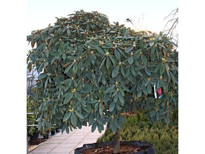 58110 1 rododendron anuschka