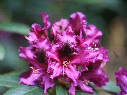 Rododendron 'Purple Splendour'  Rhododendron 'Purple Splendour'