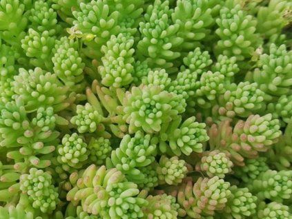 sedum