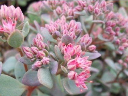 cauticola
