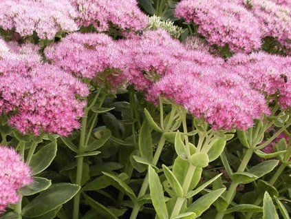 Rozchodník nádherný 'Brilliant' - Sedum spectabile 'Brilliant'  Sedum spectabile 'Brilliant'