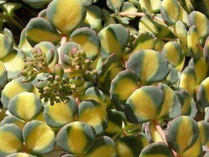 Rozchodník Sieboldův 'Mediovariegatum' - Sedum sieboldii 'Mediovariegatum'  Sedum sieboldii 'Mediovariegatum'