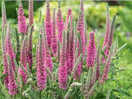 Rozrazil Klasnatý 'Rosa Zwerg' - Veronica spicata 'Rosa Zwerg'  Veronica spicata 'Rosa Zwerg'