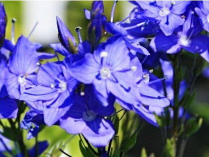 teucrium