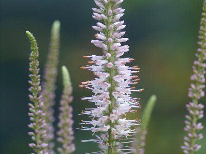 Rozrazil viržinský 'Pink Glow' - Veronicastrum virginicum 'Pink Glow'  Veronicastrum virginicum 'Pink Glow'