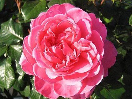 Růže 'Berleburg Castle®'  Rosa 'Berleburg Castle®'