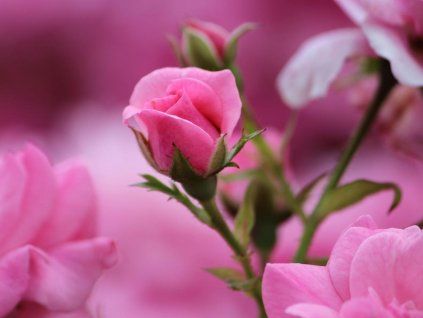 bodendecker rose mirato m002652 w 0