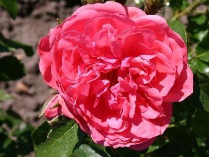 rosarium