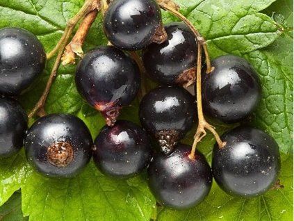 Rybíz 'Ben Hope'  Ribes nigrum 'Ben Hope'