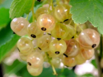 ribes niveum smorodina belaya No92 kupit sazhenczy
