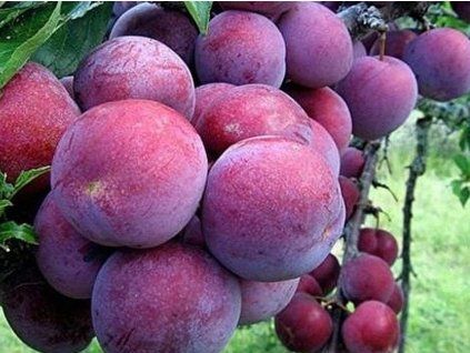 Ryngle 'Althanova'  Prunus domestica subsp. italica 'Althanova'