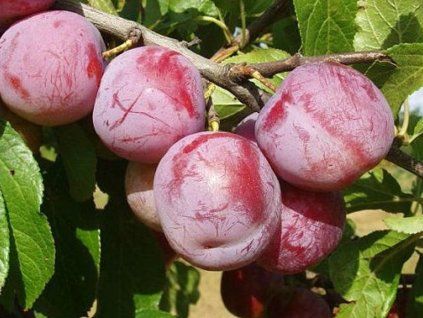 Ryngle 'Broskvová'  Prunus domestica subsp. italica ´Broskvová´